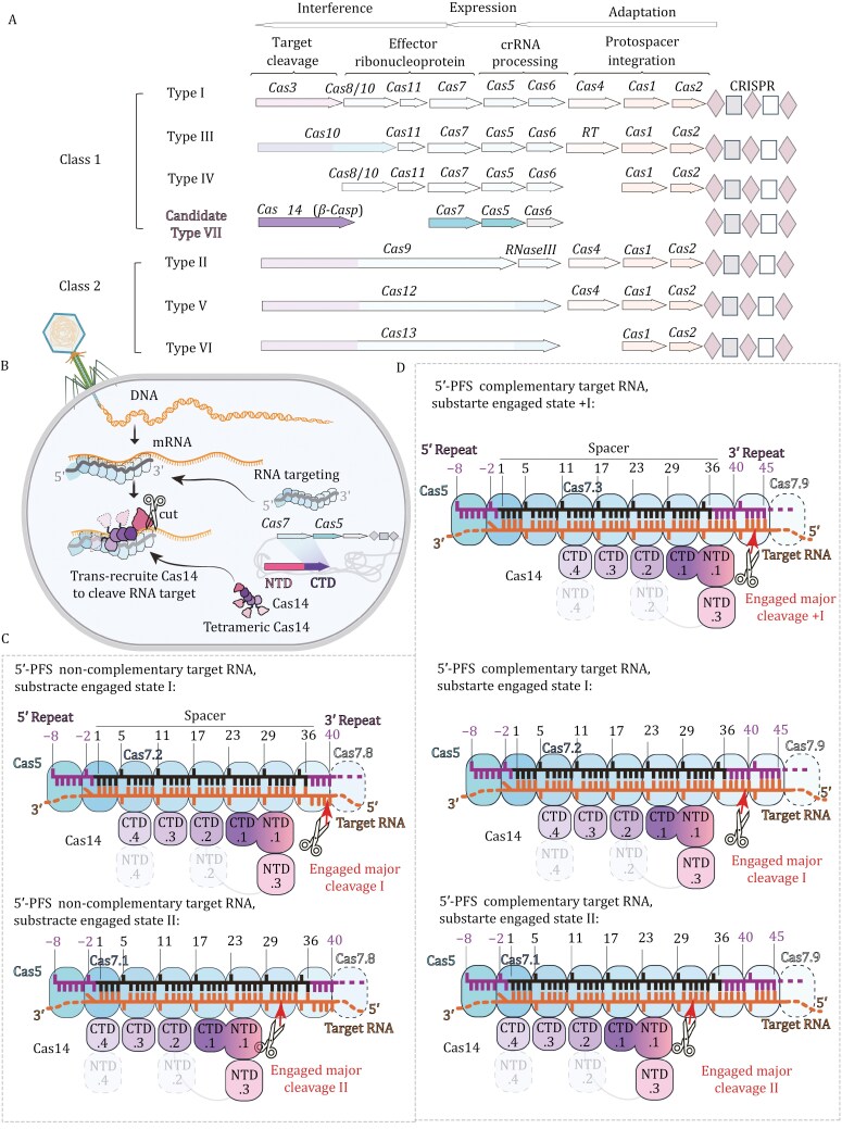 Cas7 meets Cas14: a strategic partnership in the type VII CRISPR-Cas.