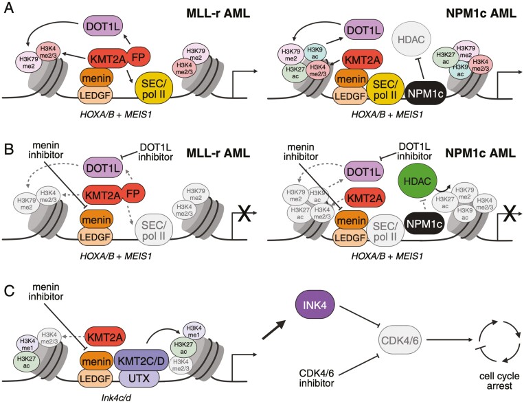 Targeting chromatin modifying complexes in acute myeloid leukemia.