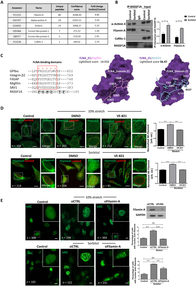 ATR-hippo drives force signaling to nuclear F-actin and links mechanotransduction to neurological disorders.