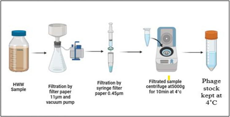 Isolation and characterization of bacteriophage against clinical isolates of AmpC beta lactamase-Producing Klebsiella pneumoniae from hospital wastewater.