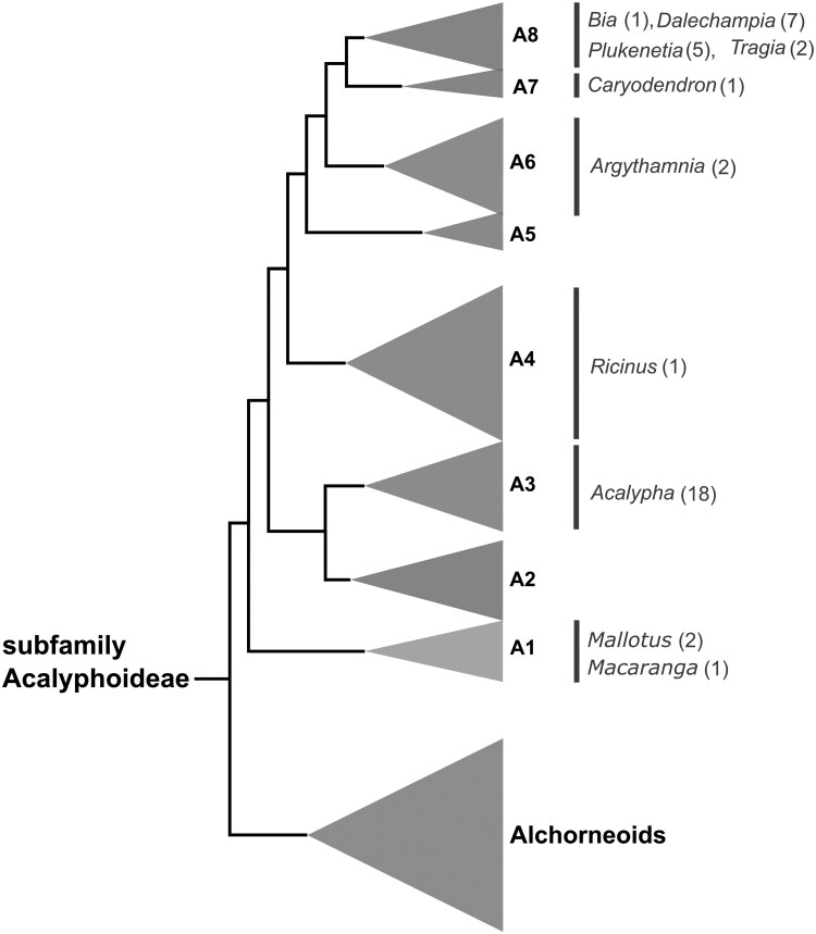 Laticifers are present in Acalyphoideae after all: new insights from leaf anatomy with implications for the systematics and evolution of Euphorbiaceae.