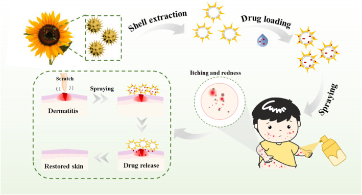 Natural Matrine-Integrated Pollen Delivery Systems for Allergic Contact Dermatitis Treatment.