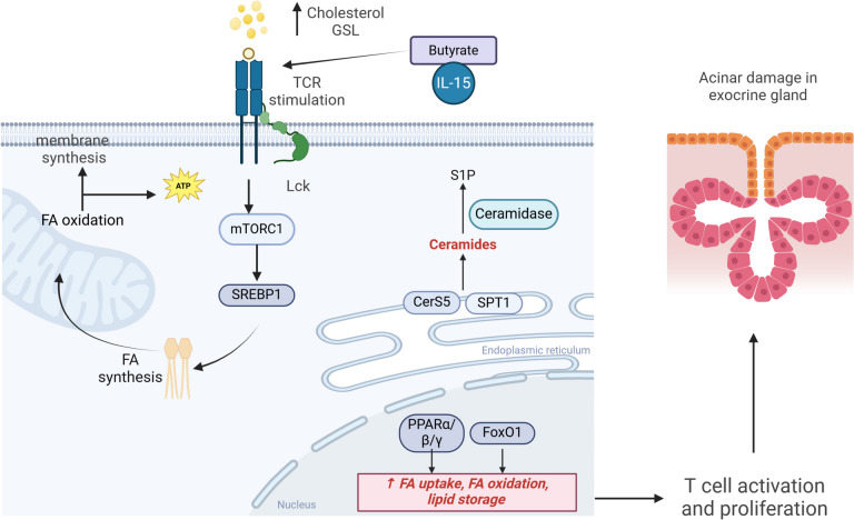 Lipid Metabolism: An Emerging Player in Sjögren's Syndrome.