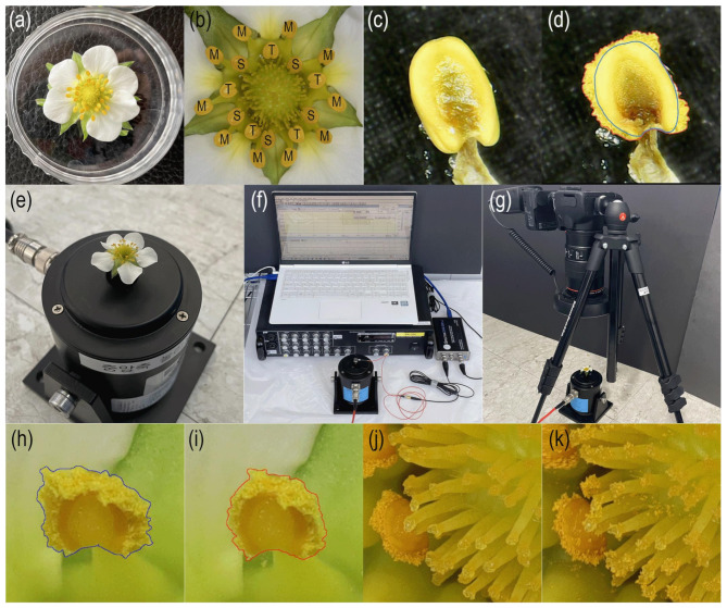 Vapor pressure deficit control and mechanical vibration techniques to induce self-pollination in strawberry flowers.