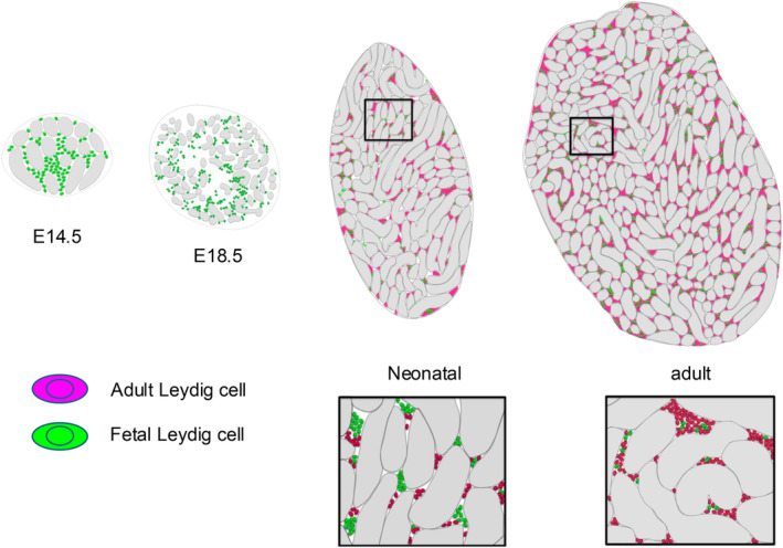NR5A1 and cell population heterogeneity: Insights into developmental and functional disparities and regulatory mechanisms.