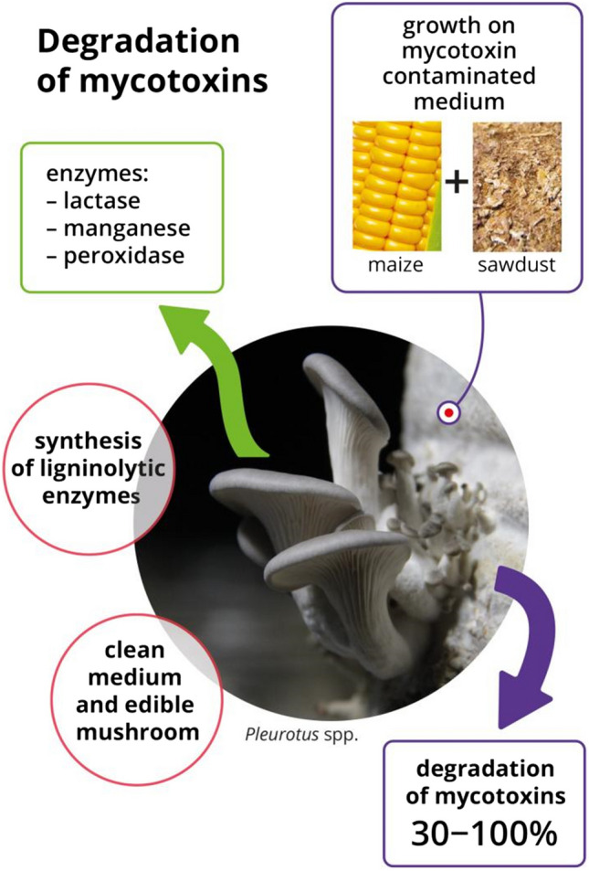 Pleurotus spp.-an effective way in degradation mycotoxins? A comprehensive review.