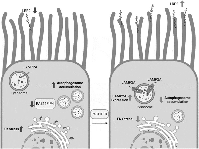 Untangling Traffic Jams: RAB11FIP4 Orchestrates Cellular Recovery in Cystinosis.