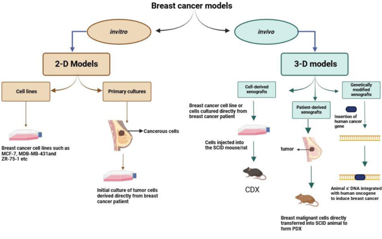 Breast cancer preclinical models: a vital resource for comprehending disease mechanisms and therapeutic development.