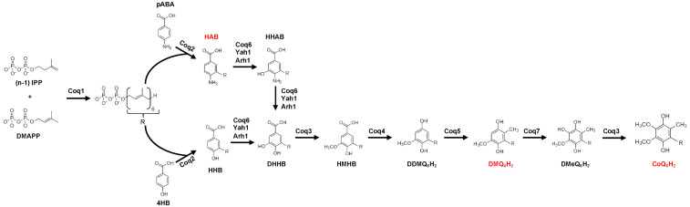 Mitochondrial-ER Contact Sites and Tethers Influence the Biosynthesis and Function of Coenzyme Q.
