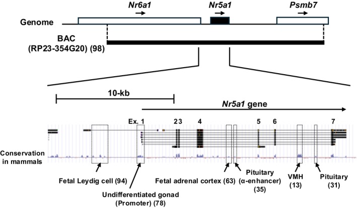 NR5A1 and cell population heterogeneity: Insights into developmental and functional disparities and regulatory mechanisms.