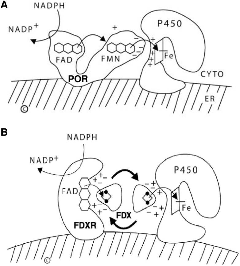 Disordered Electron Transfer: New Forms of Defective Steroidogenesis and Mitochondriopathy.