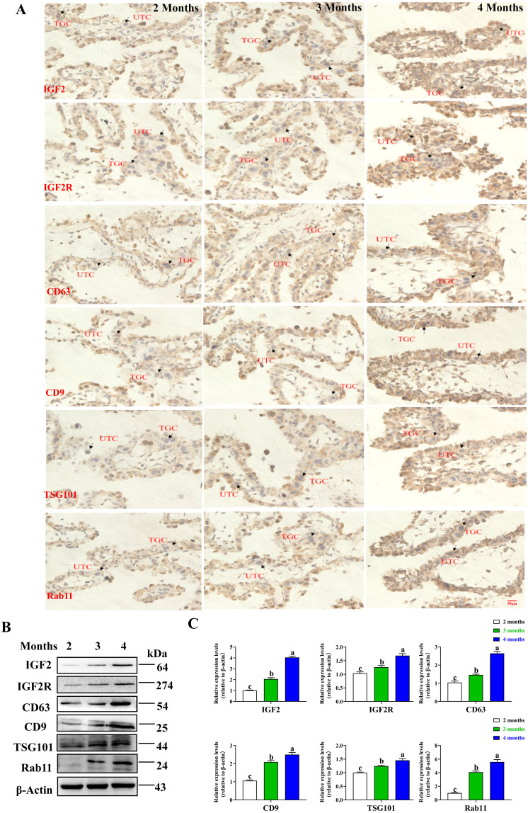 The imprinted Igf2-Igf2r axis is critical for exosome biogenesis during the early development of bovine placenta.