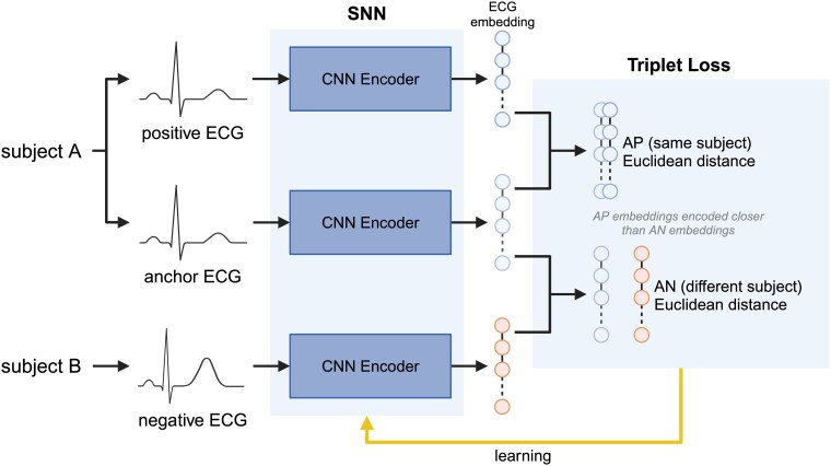 Siamese neural network-enhanced electrocardiography can re-identify anonymized healthcare data.