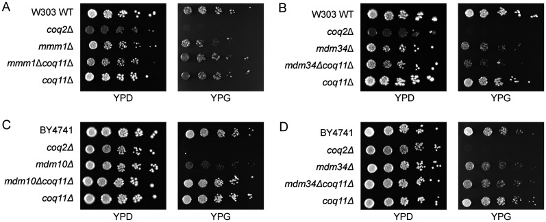 Mitochondrial-ER Contact Sites and Tethers Influence the Biosynthesis and Function of Coenzyme Q.
