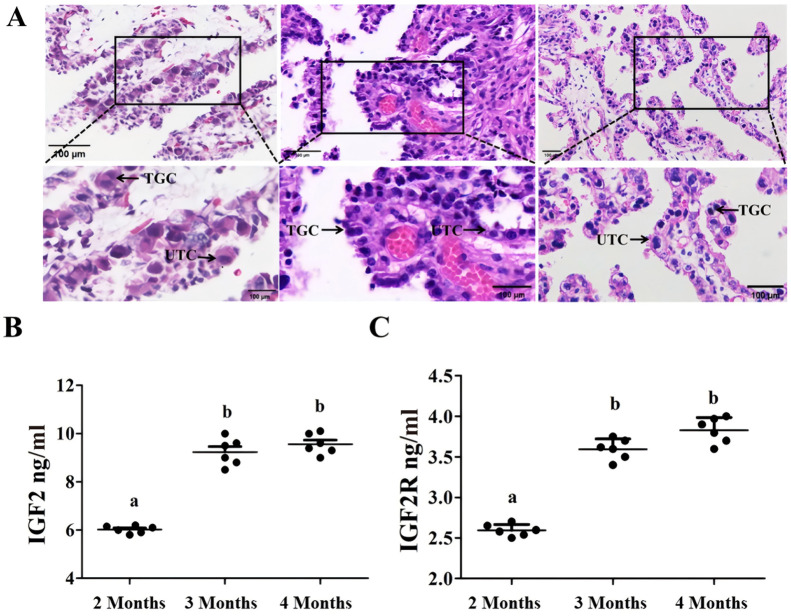 The imprinted Igf2-Igf2r axis is critical for exosome biogenesis during the early development of bovine placenta.