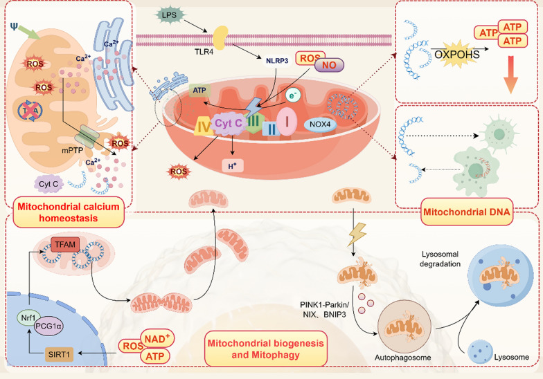 Sepsis-induced cardiac dysfunction: mitochondria and energy metabolism.