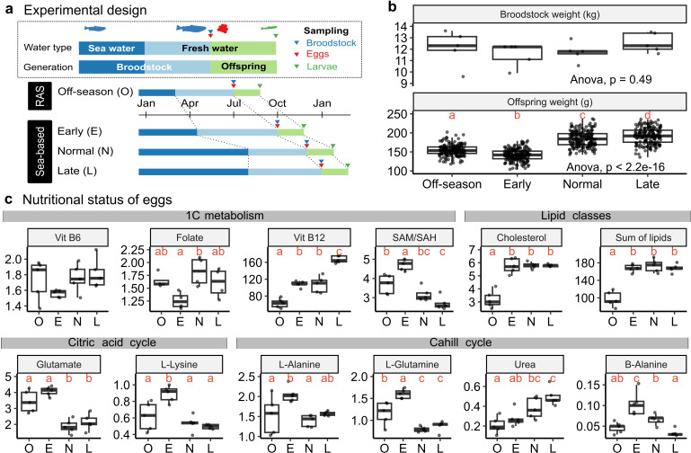 Altered spawning seasons of Atlantic salmon broodstock transcriptionally and epigenetically influence cell cycle and lipid-mediated regulations in their offspring.