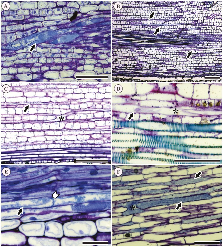 Laticifers are present in Acalyphoideae after all: new insights from leaf anatomy with implications for the systematics and evolution of Euphorbiaceae.