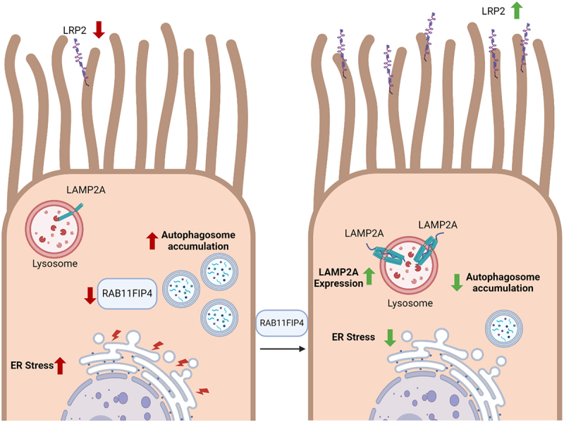 Untangling Traffic Jams: RAB11FIP4 Orchestrates Cellular Recovery in Cystinosis.