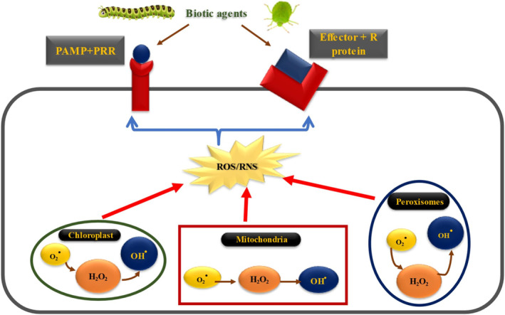 Plant Defense Responses to Insect Herbivores Through Molecular Signaling, Secondary Metabolites, and Associated Epigenetic Regulation.