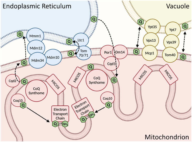 Mitochondrial-ER Contact Sites and Tethers Influence the Biosynthesis and Function of Coenzyme Q.