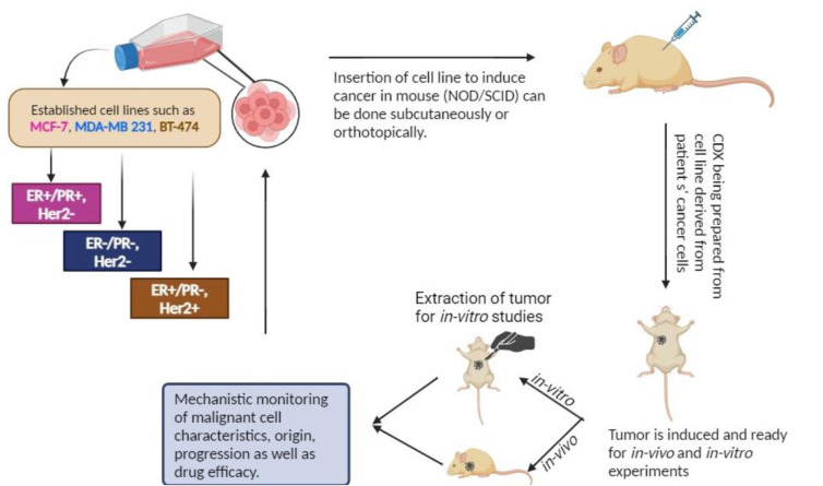 Breast cancer preclinical models: a vital resource for comprehending disease mechanisms and therapeutic development.