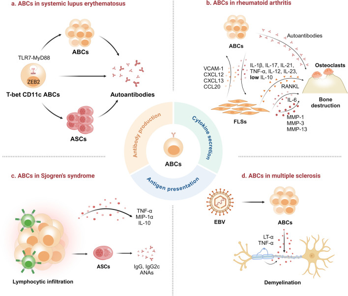 Age-Associated B Cells in Autoimmune Diseases: Pathogenesis and Clinical Implications.