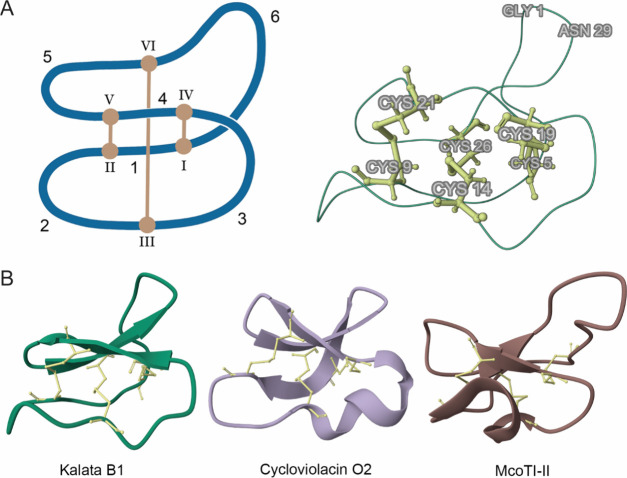 Transgenic Innovation: Harnessing Cyclotides as Next Generation Pesticides.