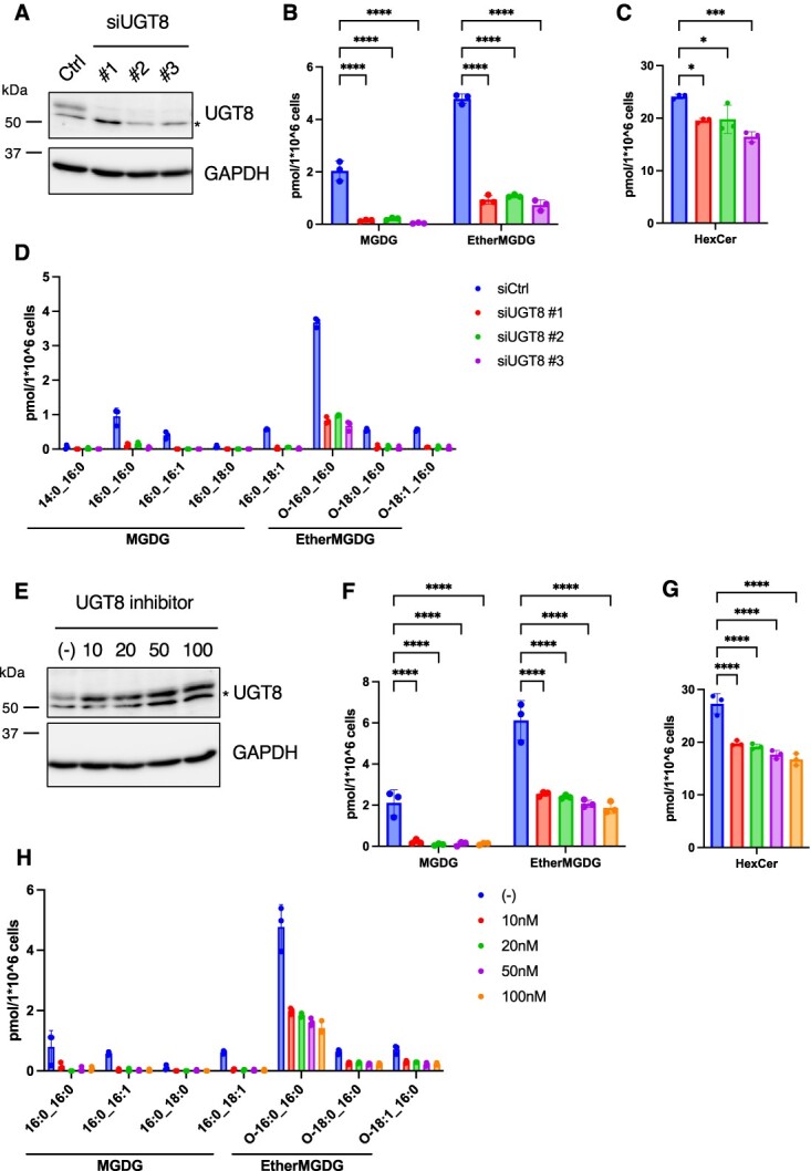 Characterization of UGT8 as a monogalactosyl diacylglycerol synthase in mammals.