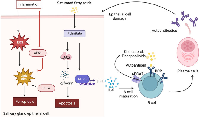 Lipid Metabolism: An Emerging Player in Sjögren's Syndrome.
