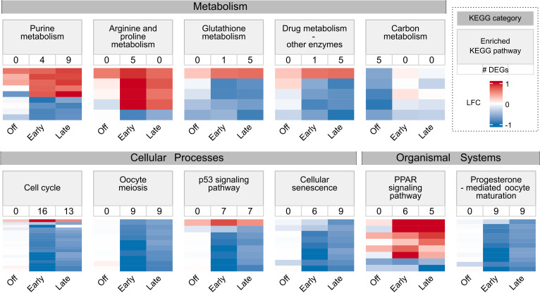 Altered spawning seasons of Atlantic salmon broodstock transcriptionally and epigenetically influence cell cycle and lipid-mediated regulations in their offspring.