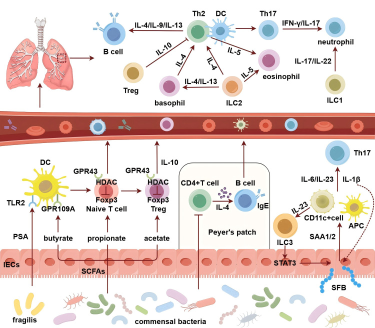 Innovative Therapeutic Strategies for Asthma: The Role of Gut Microbiome in Airway Immunity.