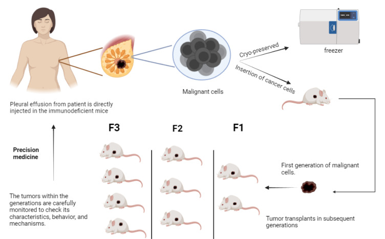 Breast cancer preclinical models: a vital resource for comprehending disease mechanisms and therapeutic development.