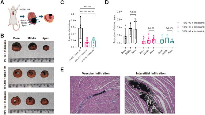 Retention of locally injected human iPS cell-derived cardiomyocytes into the myocardium using hydrolyzed gelatin.