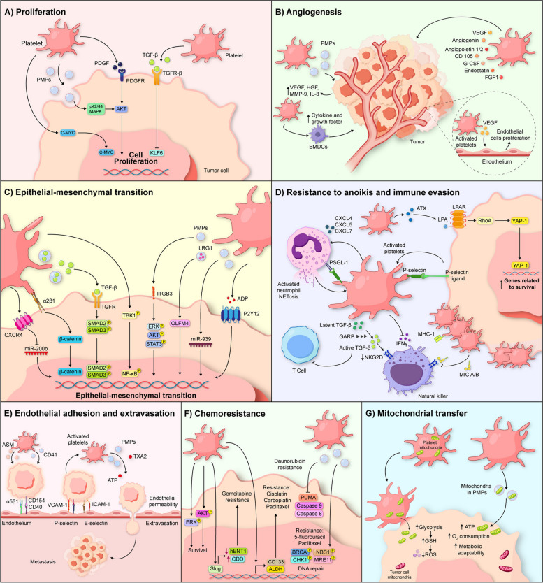 The role of platelets in cancer: from their influence on tumor progression to their potential use in liquid biopsy.