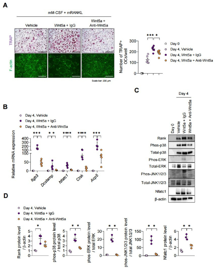 Wnt5a exacerbates pathological bone features and trabecular bone loss in curdlan-injected SKG mice via osteoclast activation.