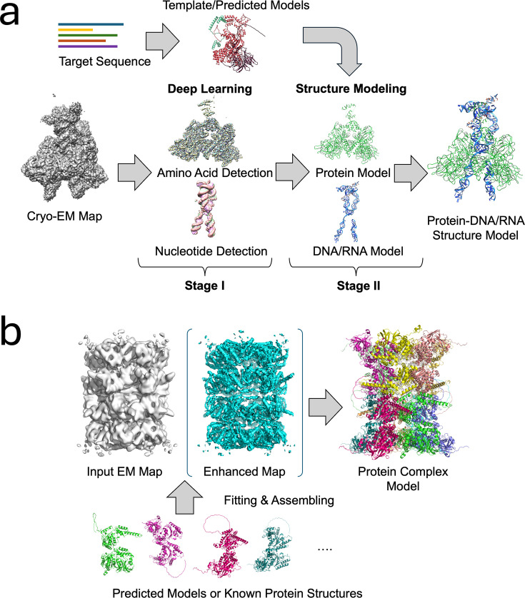 Advancing structure modeling from cryo-EM maps with deep learning.