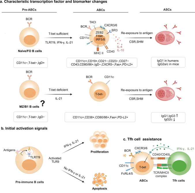 Age-Associated B Cells in Autoimmune Diseases: Pathogenesis and Clinical Implications.