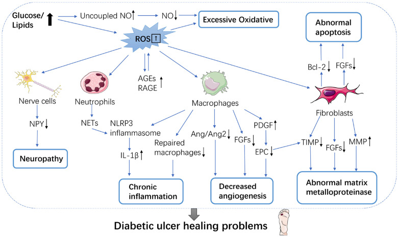 Electrospinning strategies targeting fibroblast for wound healing of diabetic foot ulcers.