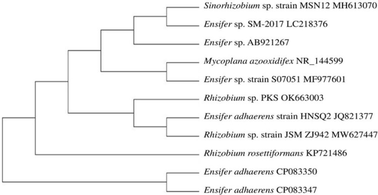 Synergistic effects of <i>Rhizobium, Bacillus</i> and Arbuscular Mycorrhizal fungi on enhancing cotton growth.