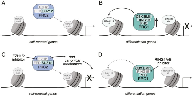 Targeting chromatin modifying complexes in acute myeloid leukemia.