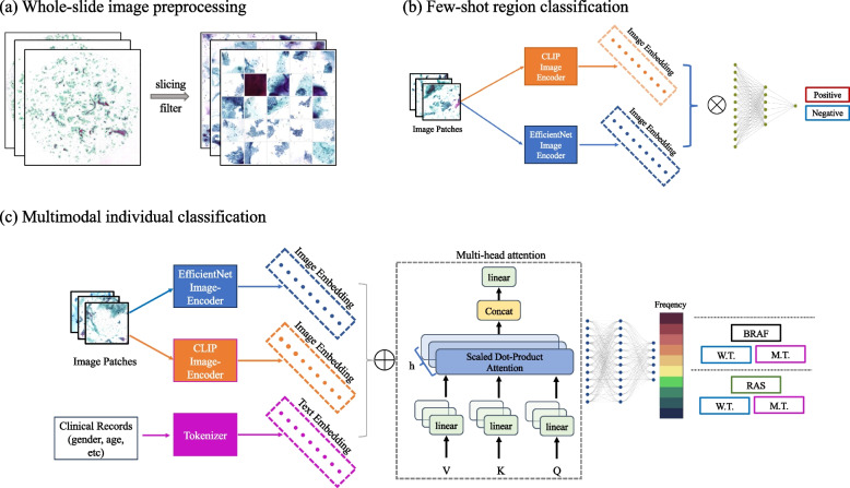Annotation-free genetic mutation estimation of thyroid cancer using cytological slides from multi-centers.