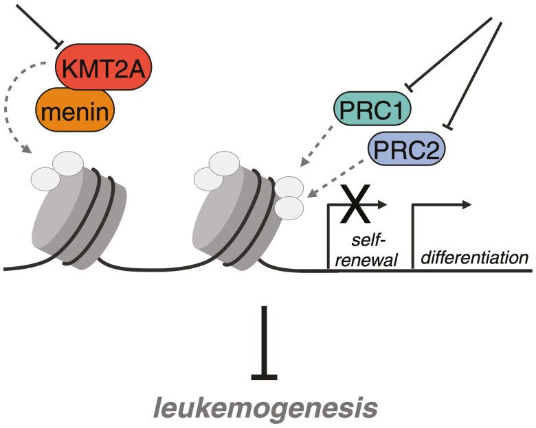 Targeting chromatin modifying complexes in acute myeloid leukemia.