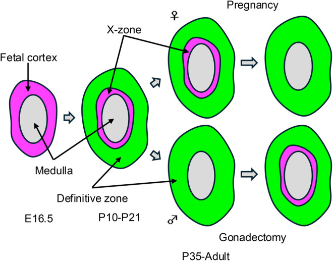 NR5A1 and cell population heterogeneity: Insights into developmental and functional disparities and regulatory mechanisms.
