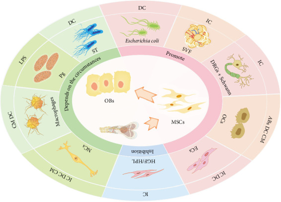 Impact of Different Cell Types on the Osteogenic Differentiation Process of Mesenchymal Stem Cells.