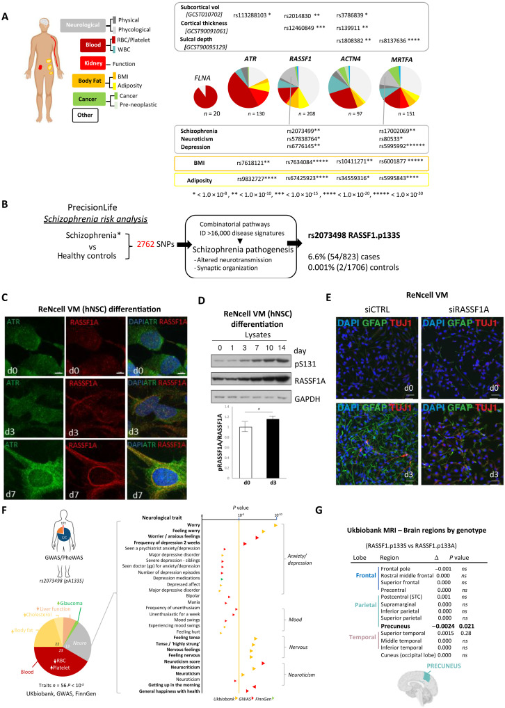 ATR-hippo drives force signaling to nuclear F-actin and links mechanotransduction to neurological disorders.