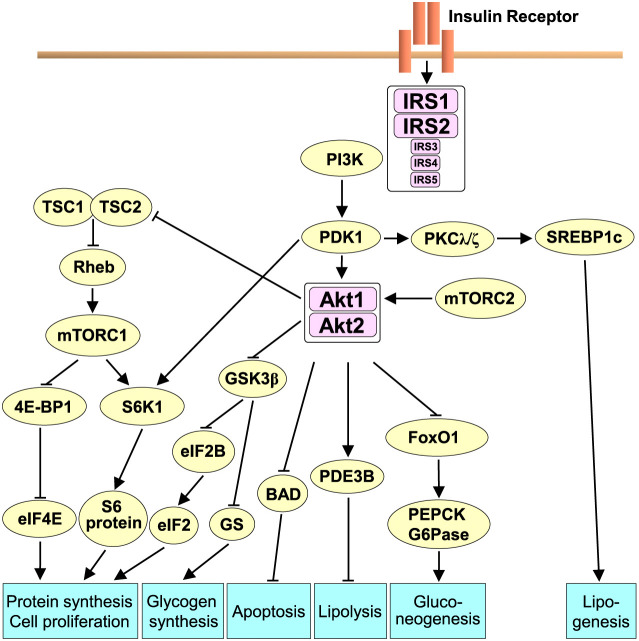 Physiological and pathophysiological actions of insulin in the liver.