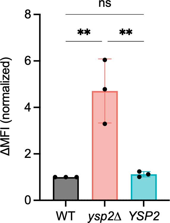 Correction for Choy et al., "Ergosterol distribution controls surface structure formation and fungal pathogenicity".