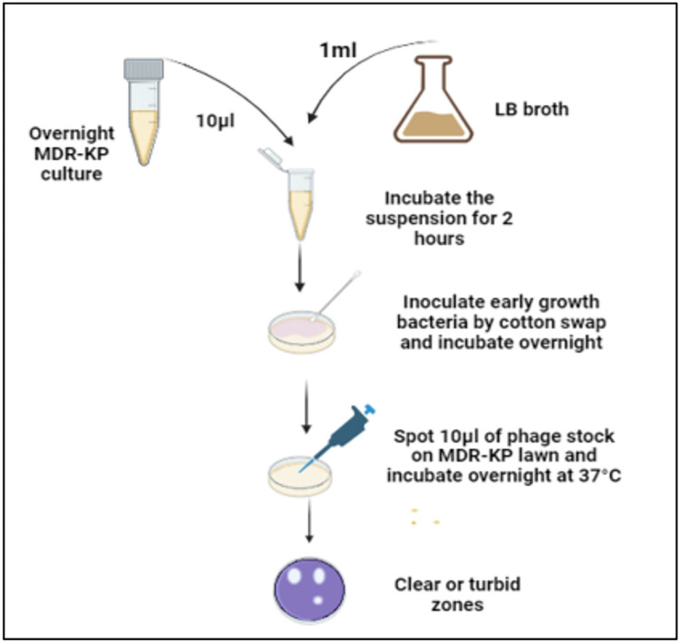 Isolation and characterization of bacteriophage against clinical isolates of AmpC beta lactamase-Producing Klebsiella pneumoniae from hospital wastewater.
