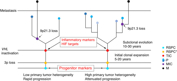 Tumor-initiating and metastasis-initiating cells of clear-cell renal cell carcinoma.